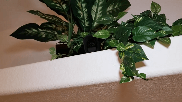 A camera hidden in a house plant