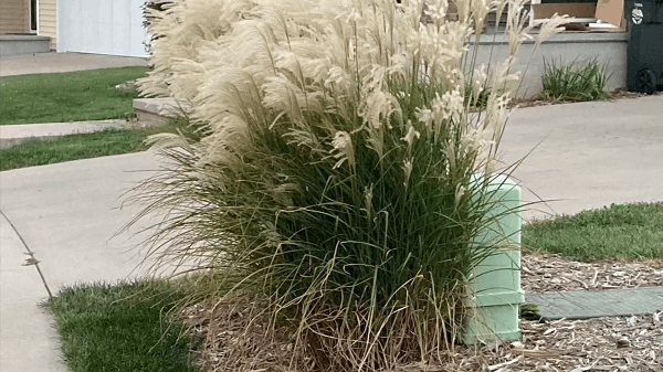 A bush hiding an electrical box